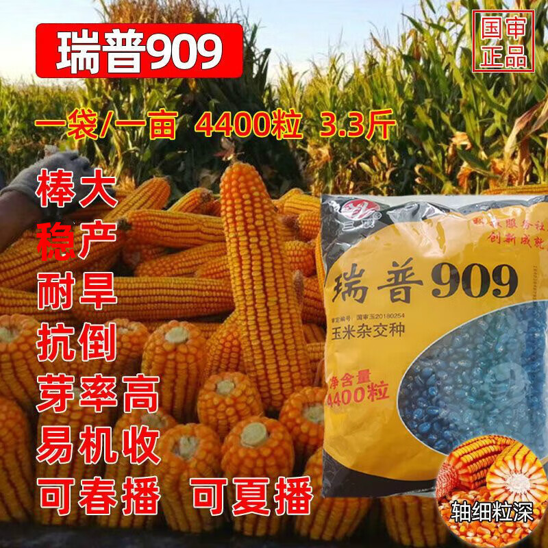 山西三联瑞普909玉米种子抗旱耐高温春播夏播杂交玉米种子 瑞普909