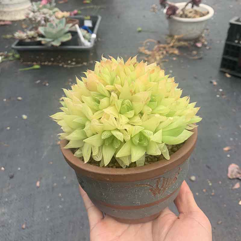 麦桑荷黄金宝草樱水机静鼓玉扇十二卷玉露多肉植物喜阴好养办公室小