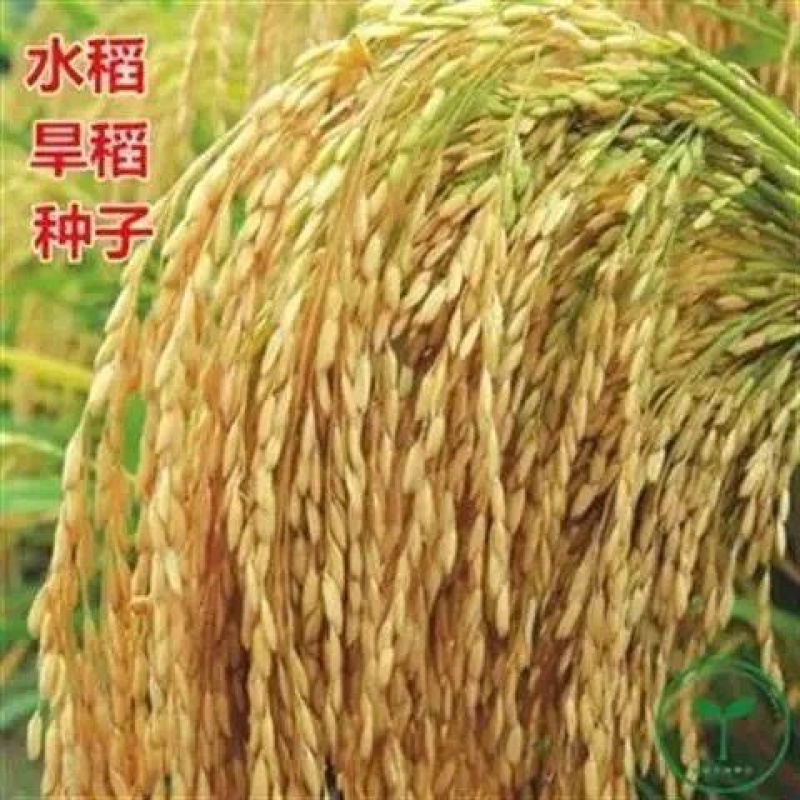 以琛水稻旱稻种子黄华占谷种双季水稻水稻种子可留种 黄华占水稻种子2