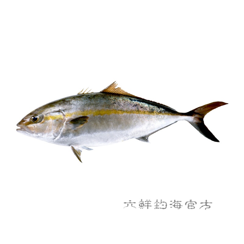 六鲜钓海水产 鲜活章红鱼整条红甘鱼油甘鱼 大章红鱼刺身深海鱼 6-7斤