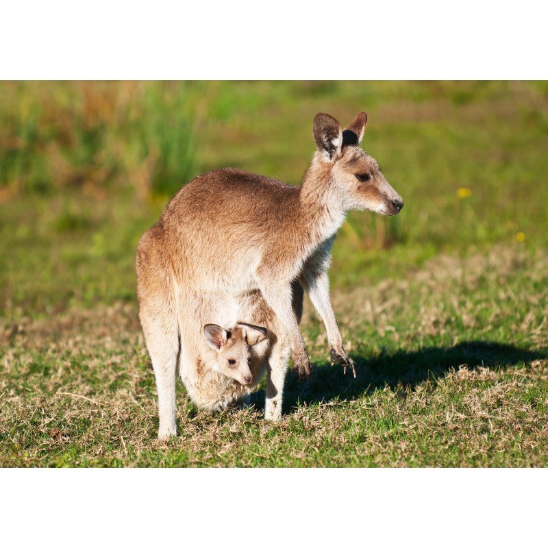 袋鼠野生动物海报墙贴画宿舍卧室房间墙上床头贴纸自粘可来图定制 01