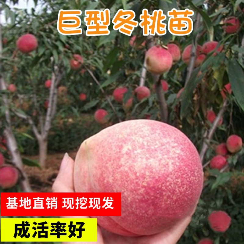 憶芗晚熟桃树苗巨型冬桃树苗中华特大桃王云南冬桃苗种四季果树苗 1年