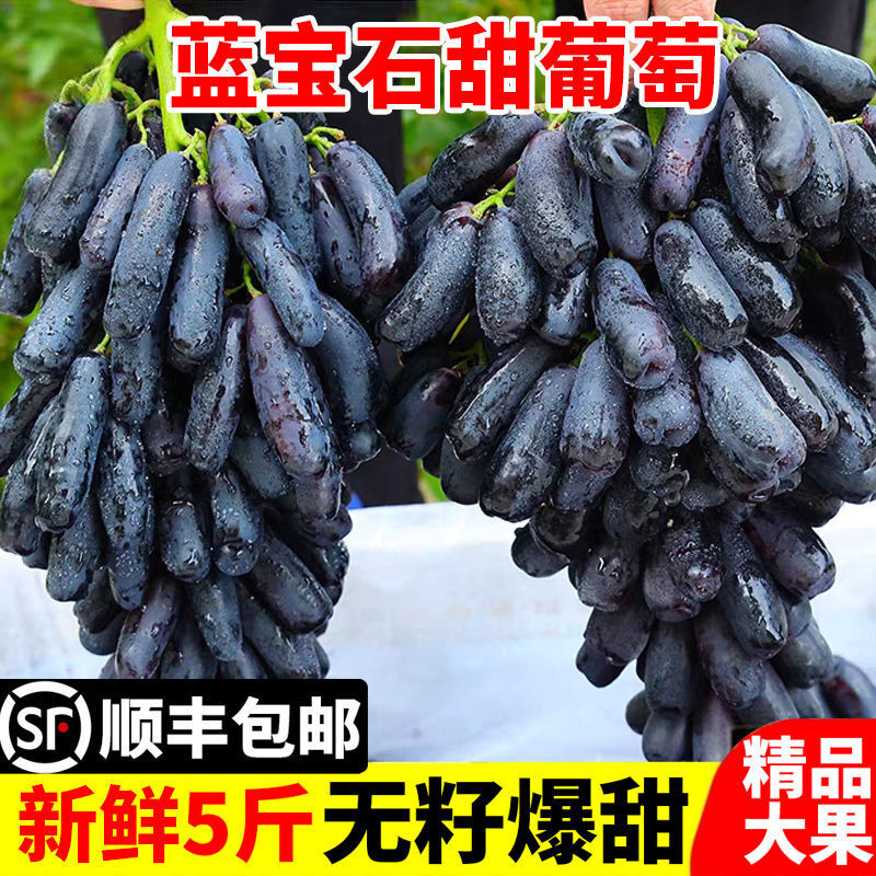 教蔬鲜生【顺丰直达】现摘无籽蓝宝石新鲜葡萄金手指黑美人拇指黑提子 2斤净重单果【10mm-15mm】