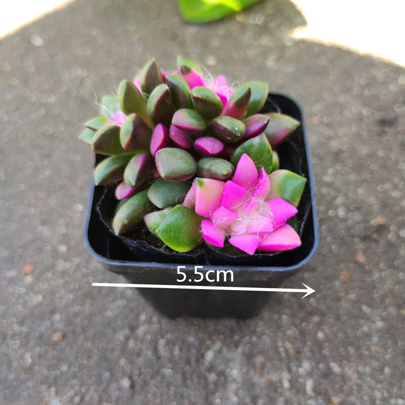卉双【会开花】卡日雪松多肉植物桌面阳台肉肉绿植花卉盆栽鲜花 【会开花】卡日雪松 1盆 5cm盆