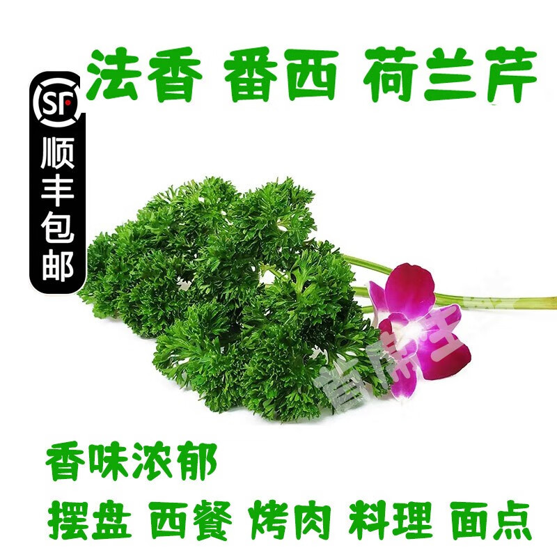 新鲜香料 西餐调料 法香(法国香菜荷兰芹)250g