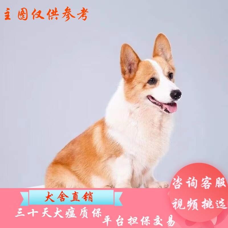 桓瑞宠物纯种柯基幼犬活体柯基小短腿威尔士宠物狗狗三色小型犬全国发货 宠物级 宠物级A款 公怎么样,好用不?