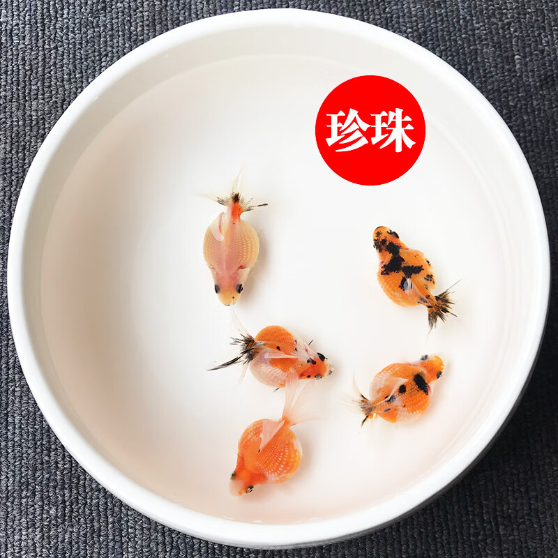 工匠头观赏鱼活体金鱼珍珠鱼大肚子鱼小金鱼苗红白花珍珠冷水鱼淡水