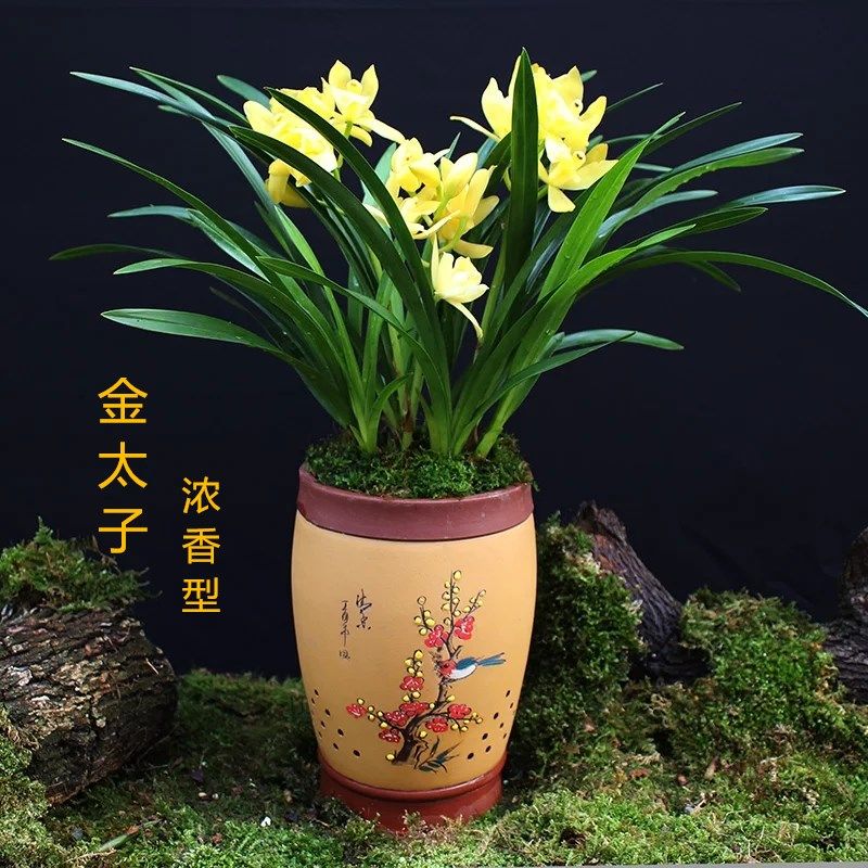 益綺椛益綺椛濃香型蘭花苗大花蕙蘭墨蘭建蘭花卉盆栽綠植室外內(nèi)植物蘭花 金太子 精品7-9連體【當(dāng)年開花成活高】