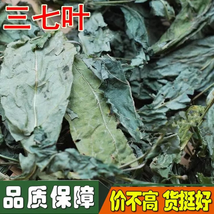 三七叶子正宗云南文山田七干叶子新鲜特级三七叶茶野生中药材 三七叶