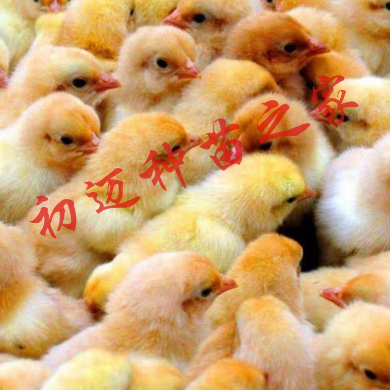 土鸡苗幼苗批发小鸡苗大种九斤红产蛋王五黑鸡苗绿壳蛋鸡麻鸡活鸡活体