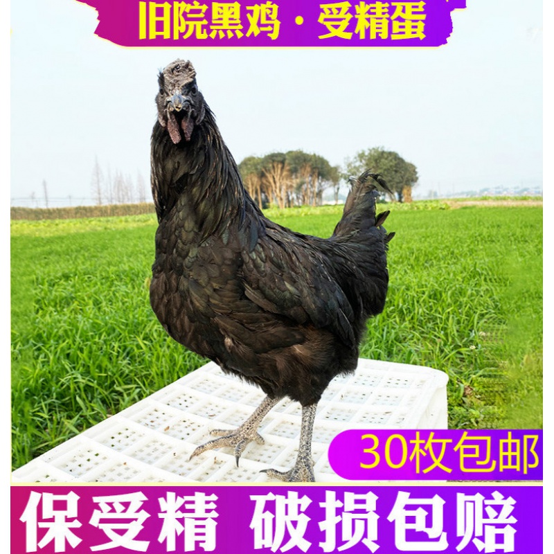 鸡苗】相关京东优惠商品排行榜(4) - 价格图片品牌优惠券- 虎窝购