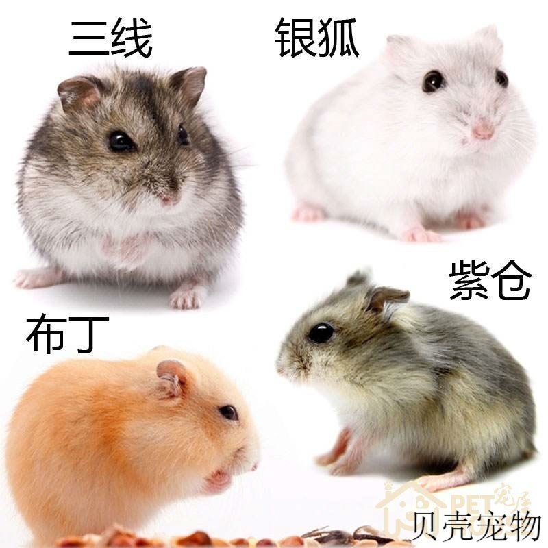 两只仓鼠【公母随机】 公送运输盒