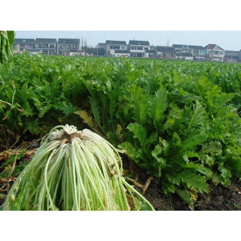 民汇园叶用芥菜种子 小叶雪里蕻 细叶排菜 芥辣味芳香 酸菜种子中熟