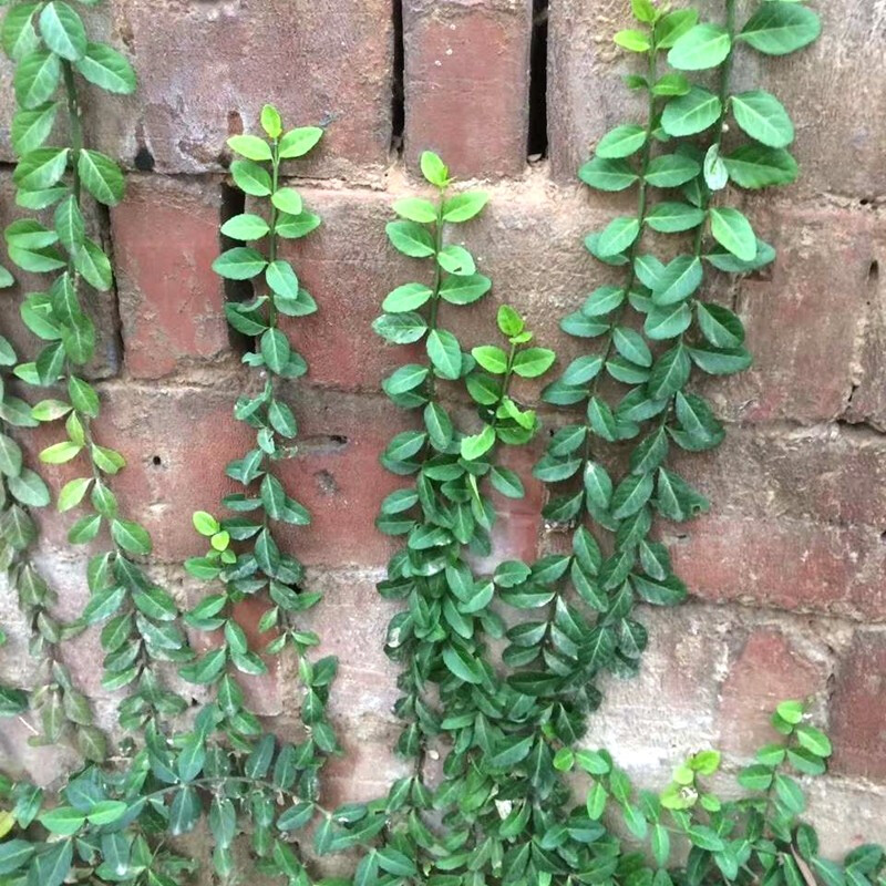 花询扶芳藤 攀援花卉爬藤盆栽地栽  大小叶扶芳藤苗 四季常绿 生长