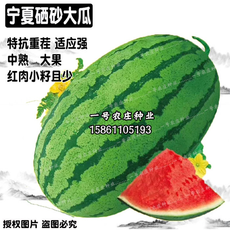特大巨型高产超甜懒汉西瓜种子抗重茬8424正宗宁夏中卫硒砂石头瓜 硒