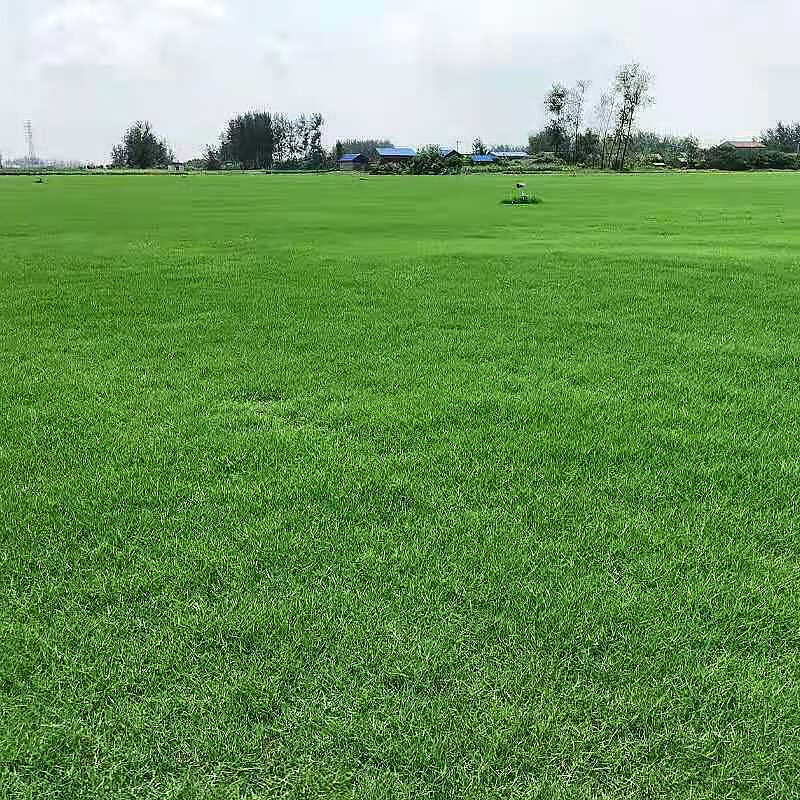 芳东 草籽草坪种子草坪种子球场别墅庭院护坡耐寒旱耐践踏不修剪园林