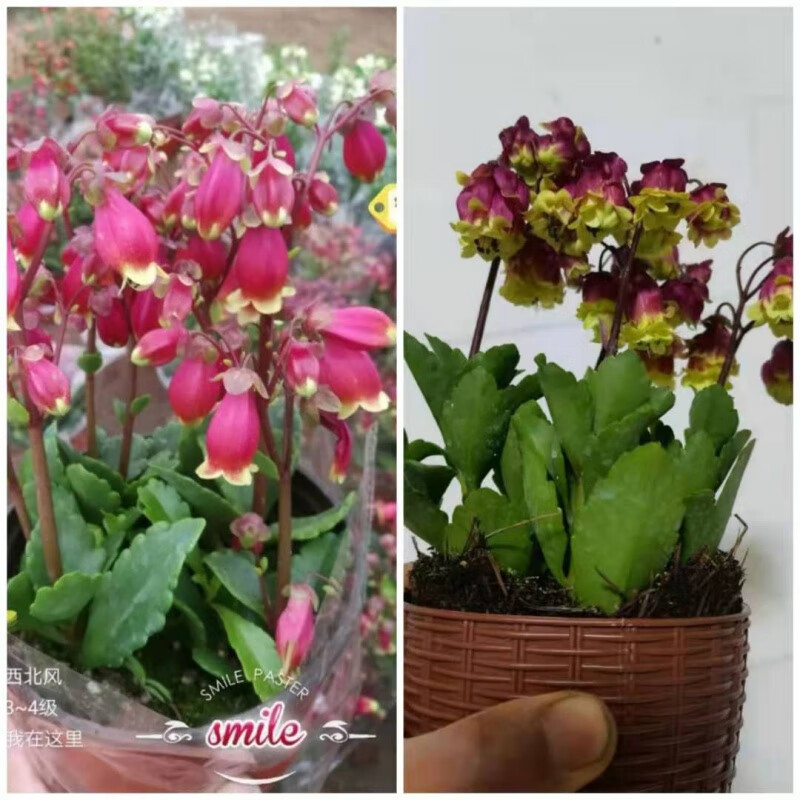 精选绿植 重瓣长寿花花苗长寿花盆栽带花苞四季开花好养花卉盆栽水培重瓣橙色 带花苞 原土发货 76 7 1评论 46 7元 30元券 精选现发 重瓣长寿花花苗长寿花盆栽带花苞四季开花好养花卉盆栽水培重瓣橙色 带花苞 原土发货 85 6 0评论 55 6元 30元券