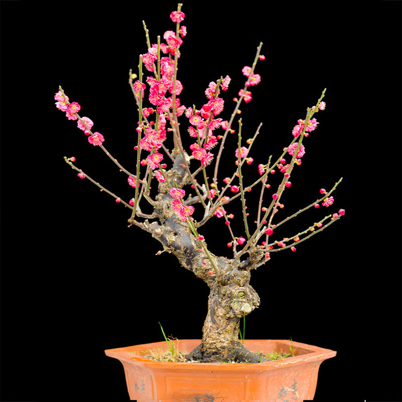 三根毛梅花盆栽老桩红梅腊梅盆景树苗花卉耐寒植物室内阳台庭院四季