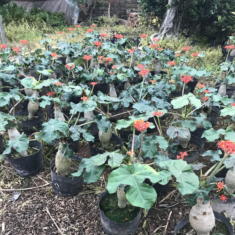 佛肚海棠大肚海棠佛肚树佛肚海棠四季开花植物观花沙漠海棠盆景 海棠