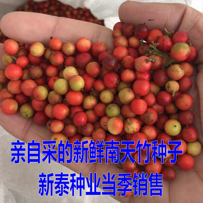 花之然新鲜南天竹种子南天竺红杷子兰竹红枸子红天竹种子红天竹种籽