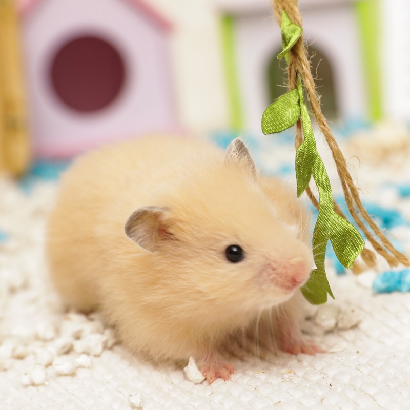 麦叮卡活体宠物仓鼠宠物长短毛纯银熊活仓鼠活体金丝熊 1只长毛米熊