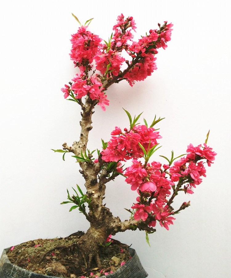 农民老史观赏桃花寿星桃苗重瓣桃花寿心桃盆栽盆景桃树苗 耐寒植物