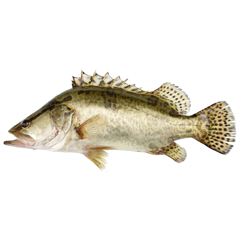 安峰山桂魚(yú)淡水鱖魚(yú)鰲花魚(yú)現(xiàn)捕鮮活現(xiàn)殺整條季花魚(yú) 一條約750g(凈膛前)現(xiàn)殺現(xiàn)發(fā) 一條裝