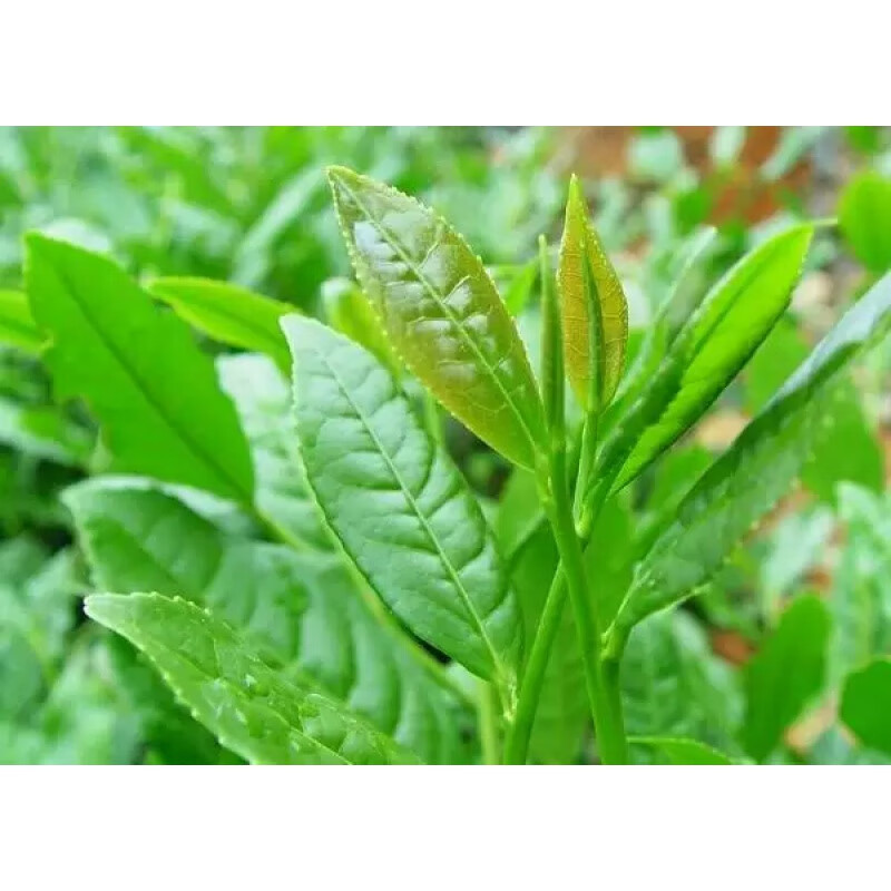 盆栽花卉办公室内桌面绿植观赏乌龙茶茶叶茶树苗木花 正宗铁观音发3棵