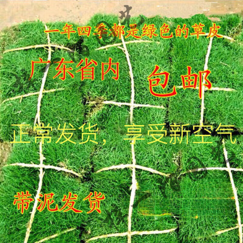 草皮真草别墅庭院绿化马尼拉地毯草耐寒草坪带泥土免剪台湾草带土