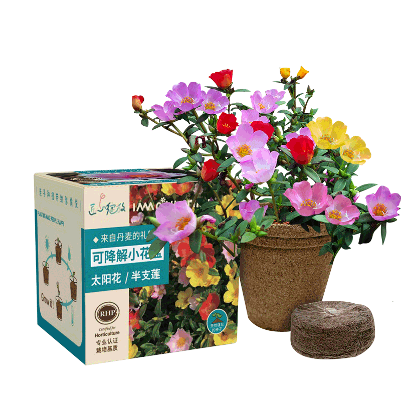 IAMCityFarmer太阳花可降解花盆套装，回归自然，种植美好生活|怎么看特殊商品的价格走势曲线