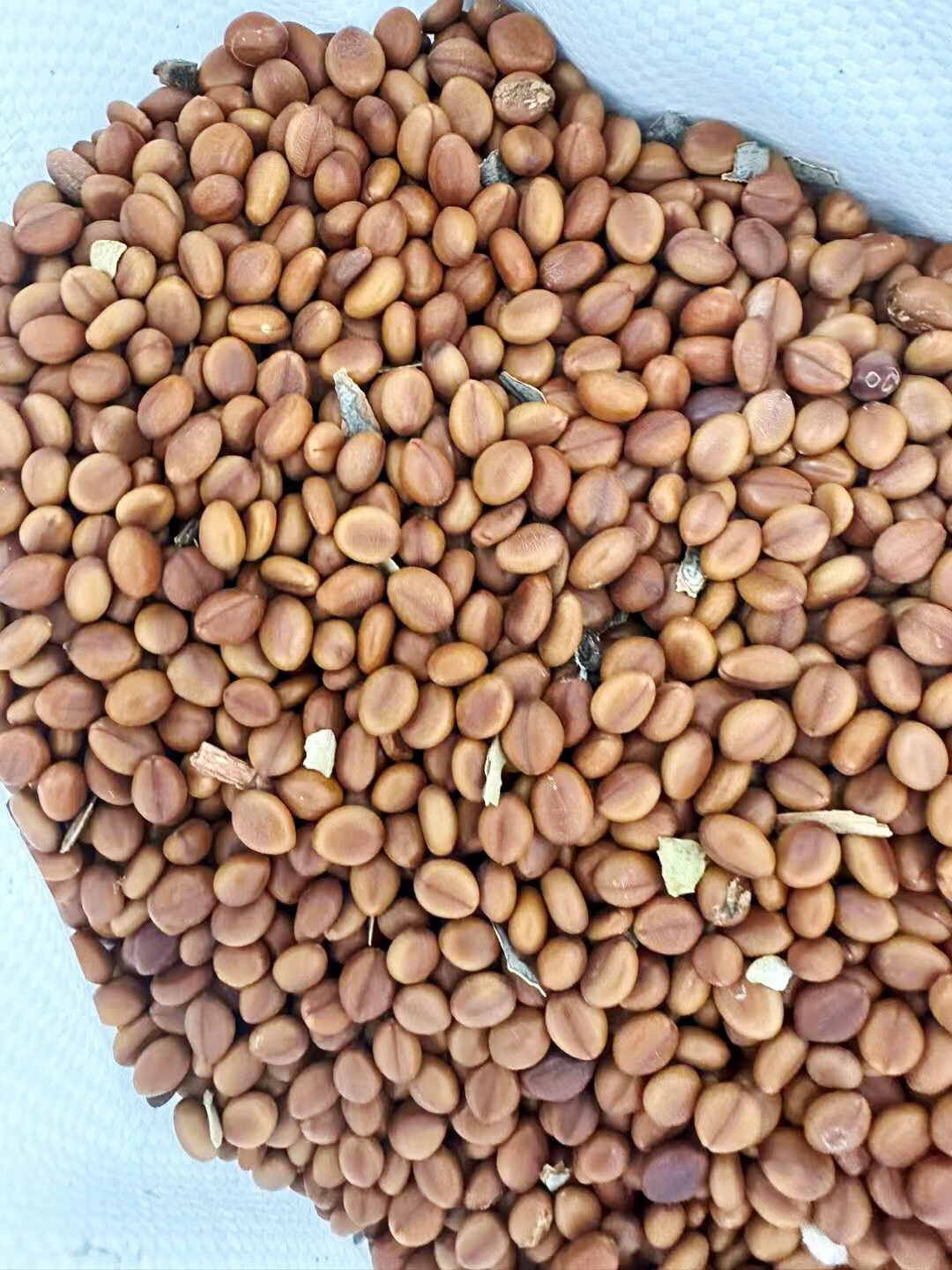 芗苒花旗木种子绿化行道树种籽籽 花旗木种子一斤