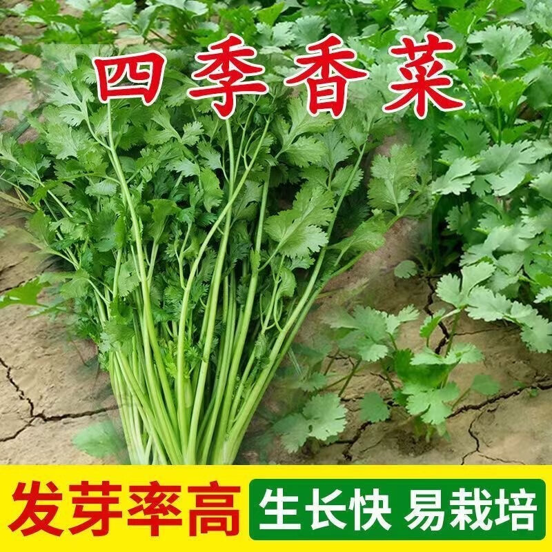 四季香菜种子大叶香菜种籽阳台种菜盆栽农家春季庭院芫荽蔬菜种子 3包装