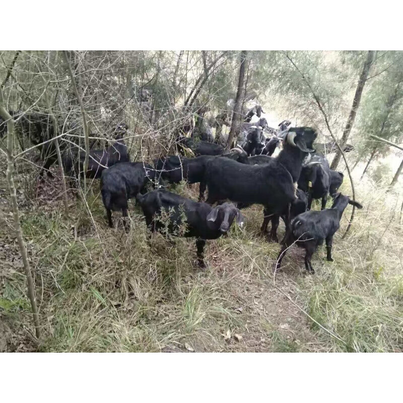 虎钢馋农家黑山羊肉新鲜生羊油羊板油羊花油羊网油羊油5斤