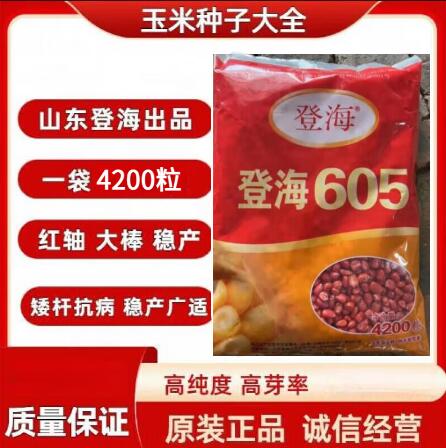 登海605一袋4200粒种一亩地(红绿包装随机发) 登海605 超高亩产