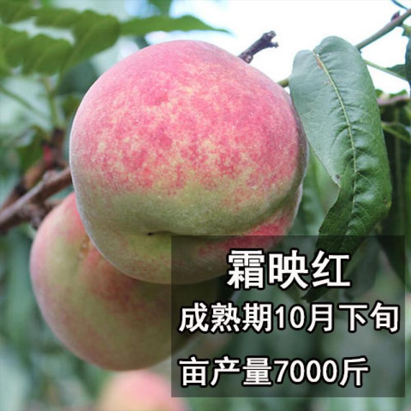 桃树苗树嫁接血桃南北方种植特大冬桃果苗地盆栽当年结果水蜜桃苗 霜