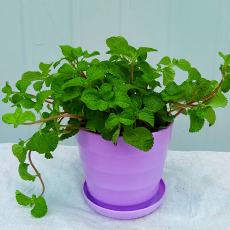 鑫干和（xinganhe）吸毒草吊蘭薄荷小盆栽室內(nèi)綠植花卉 紫色盆吸毒草 不含盆