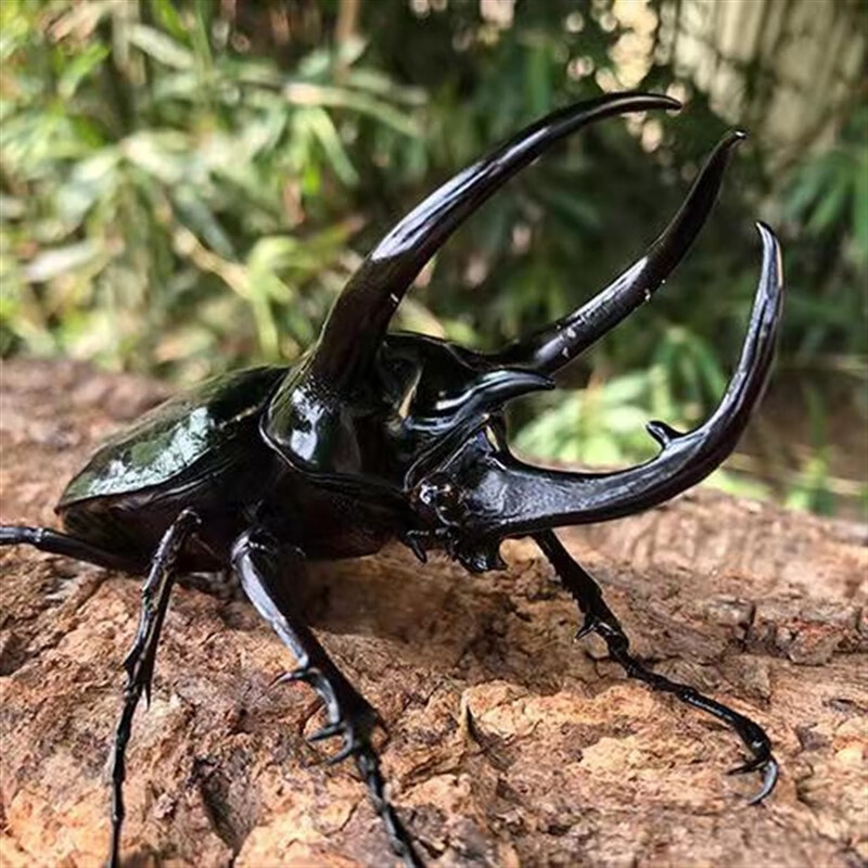 莱羡朵南洋大兜虫独角仙高卡萨斯大兜虫锹形虫兜虫甲虫自然教育 l1龄