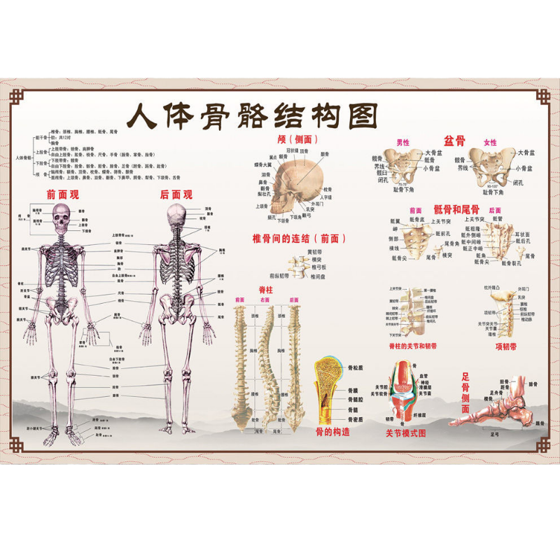 人体穴对症挂图中医馆人体骨骼结构全身图人体椎骨脊柱关节分解图高清