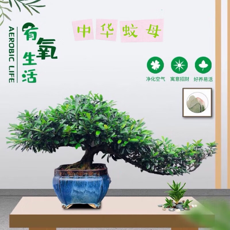 新款三峡蚊母四季常青不落叶开花结果喜水喜阳耐寒耐旱吸甲醇净化