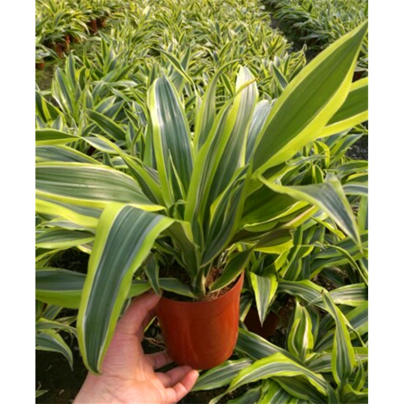 也门铁 巴西美人转运铁办公室绿植盆栽吸 荧光绿高30cm左右 金边铁 不