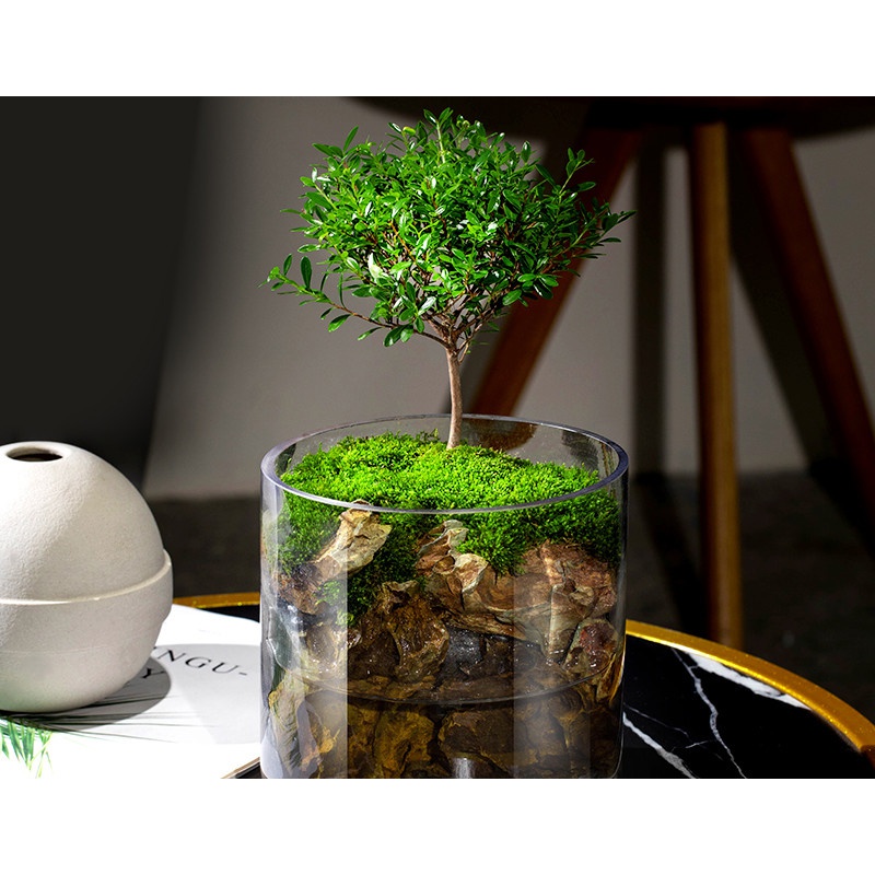 yku生态瓶苔藓微景观桌面盆栽青苔造景植物闷养鱼缸办公室内水培绿植