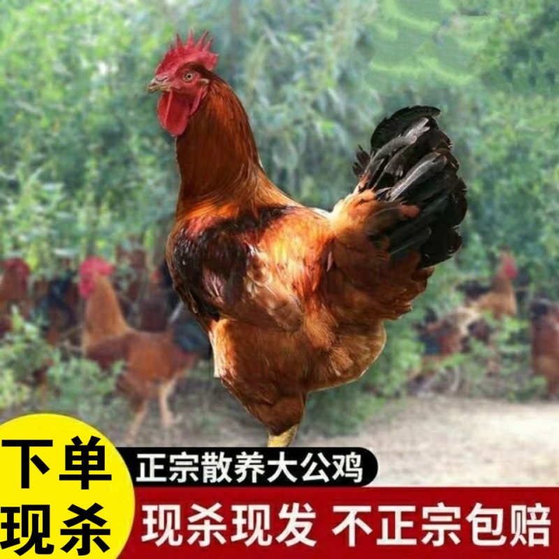 正宗土鸡农家散养大公鸡鸡肉新鲜老公鸡笨鸡整只鸡 乌蒙蕴色 5斤重大