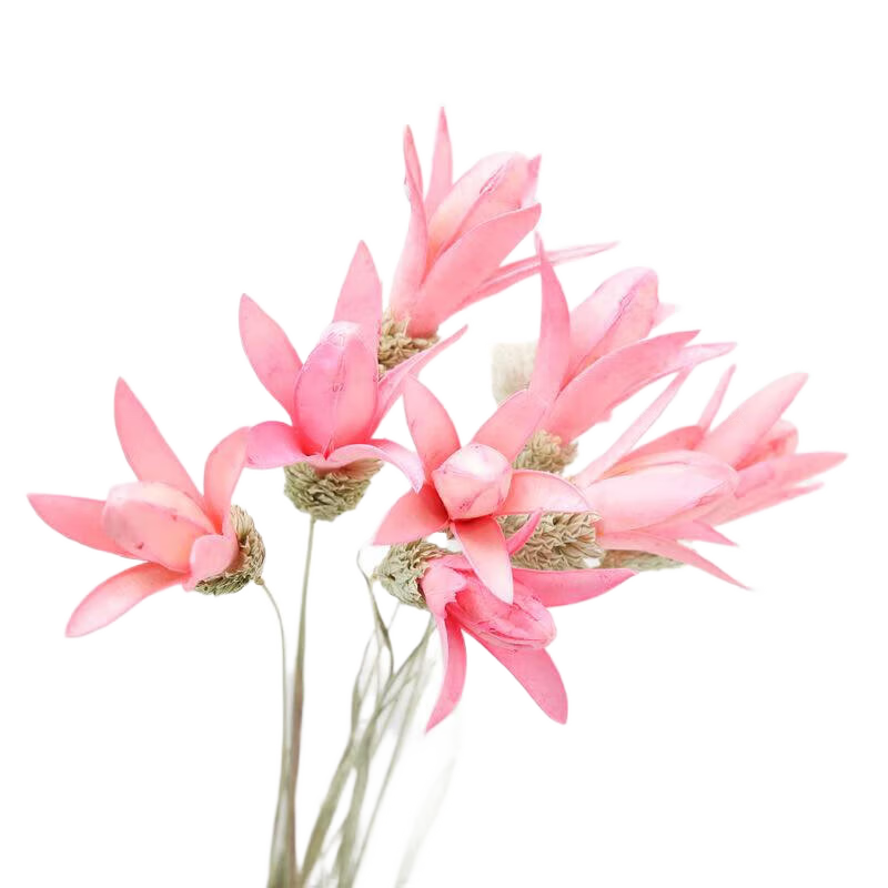 AIMAN ȻСոɻ滨ins컨װΰڼղ廨豱ŷװ ɫСٺ10֧ 20.38Ԫ