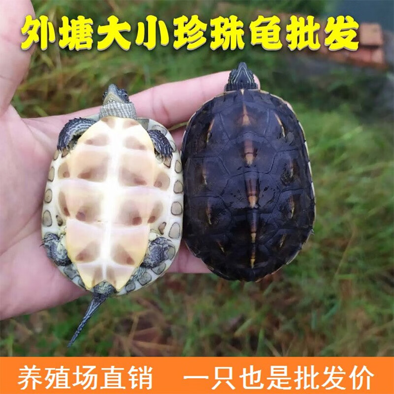 朴彩(pucai)外塘大小珍珠龟活体宠物龟台湾草龟乌龟活体观赏龟批零 2