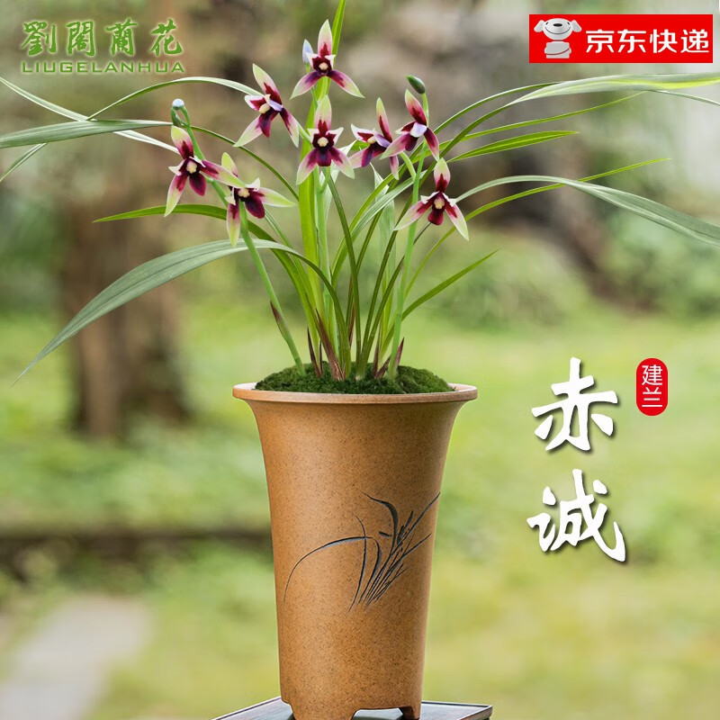 劉閣蘭花蘭花苗 四季蘭紅素 赤誠 現(xiàn)帶花苞出售高檔蘭花盆栽綠植 2苗連體裸根帶花