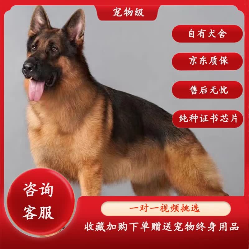 蒂瑞科纯种德牧幼犬弓背黑背德国牧羊犬活体大型狼狗猎犬宠物狗 宠物级高性价比高么?