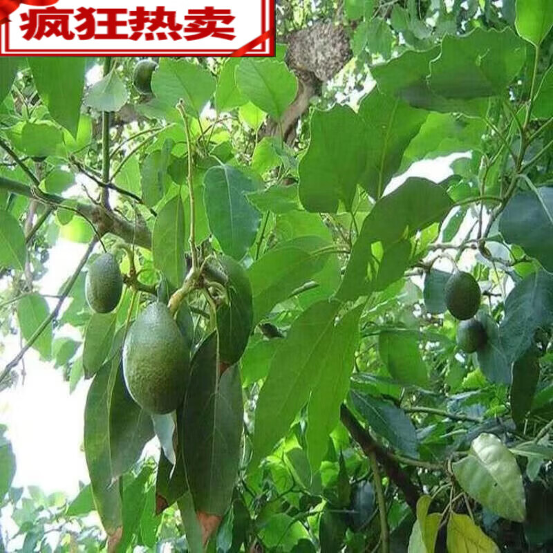 suihuan)墨西哥牛油果树苗嫁接苗庭院盆栽南方北方种植当年结牛油果苗