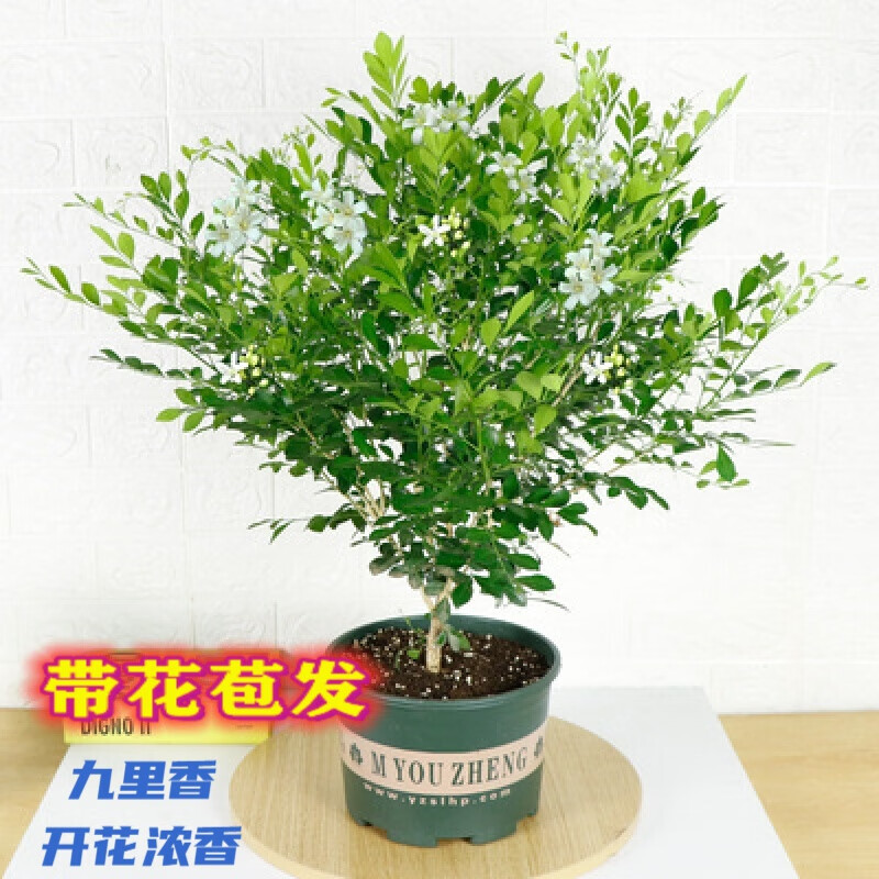 萌妹九里香盆栽花卉植物盆景室内绿植驱蚊四季青七里香带花苞浓香 6年苗(带花苞发) 不含盆