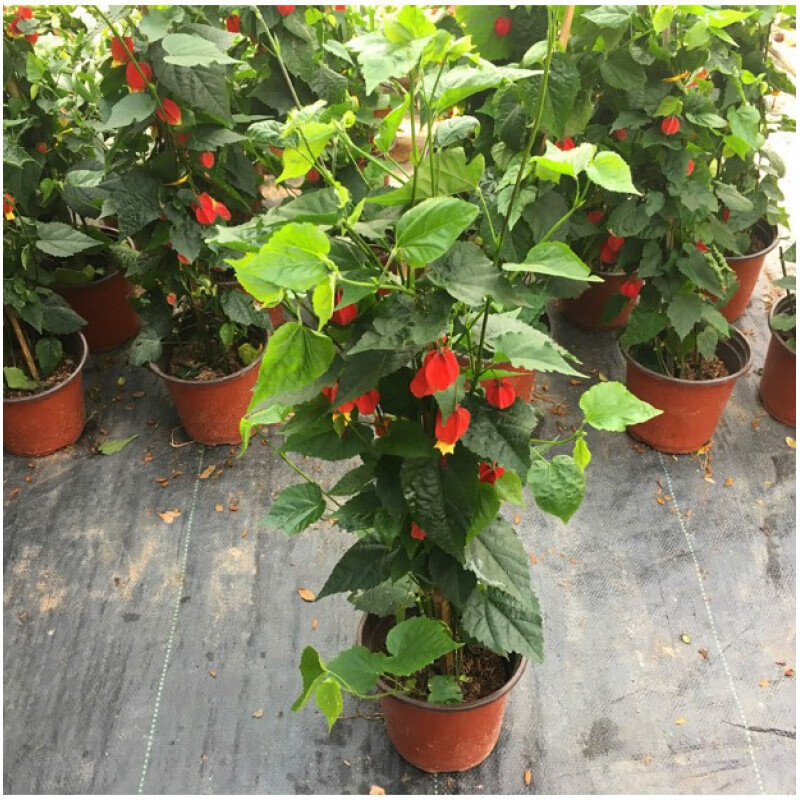 藤本植物灯笼花盆栽蔓性风铃花四季开花爬藤室外庭院好养易 灯笼花