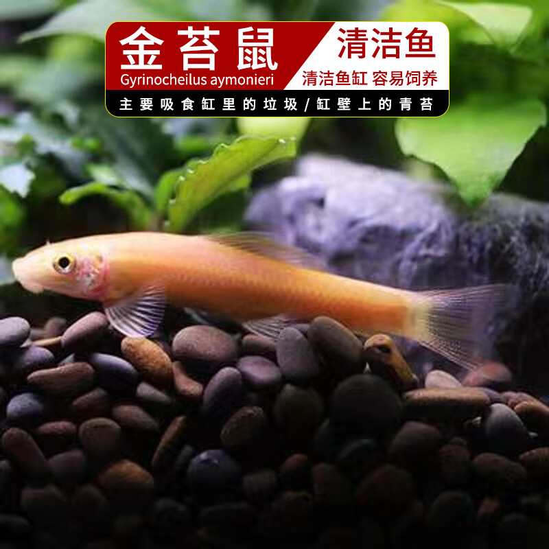 观赏鱼清洁鱼金苔鼠热带鱼除藻工具鱼淡水好养清洁粪便活体老鼠鱼 金